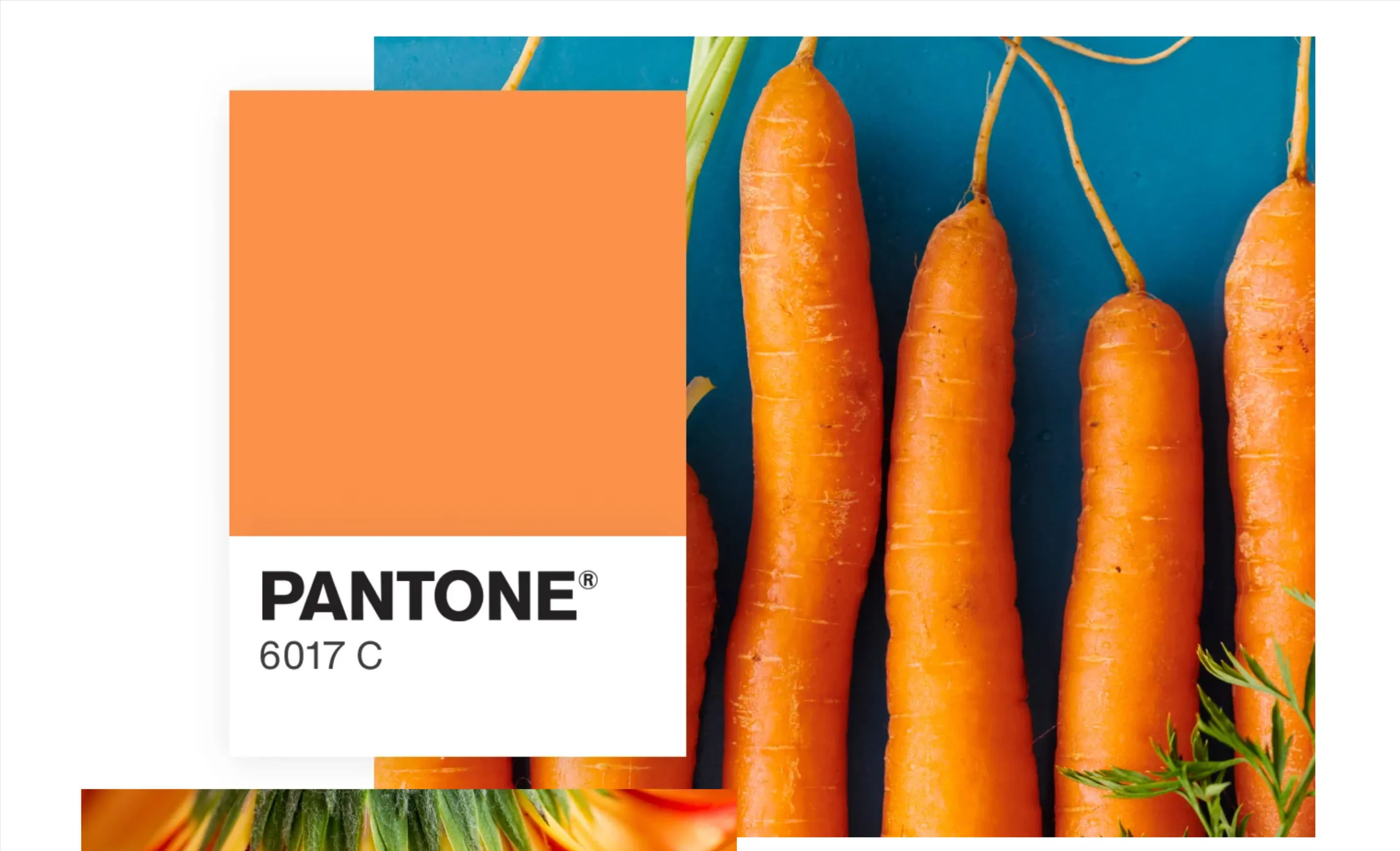 Pantone carrots